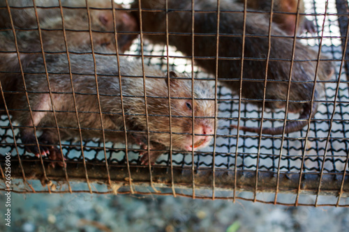 Giant rat, Phuket Province Thailand © Stock.Foto.Touch