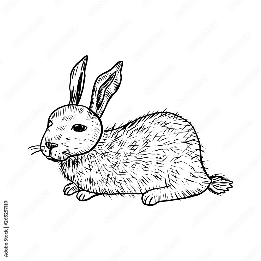 Cute rabbit hand drawn vintage of Happy Easter symbol, vector ink sketch  illustration isolated on white, decorative hare, cub bunny, farm animal, Character  design for baby shower, greeting card, food Stock Vector |
