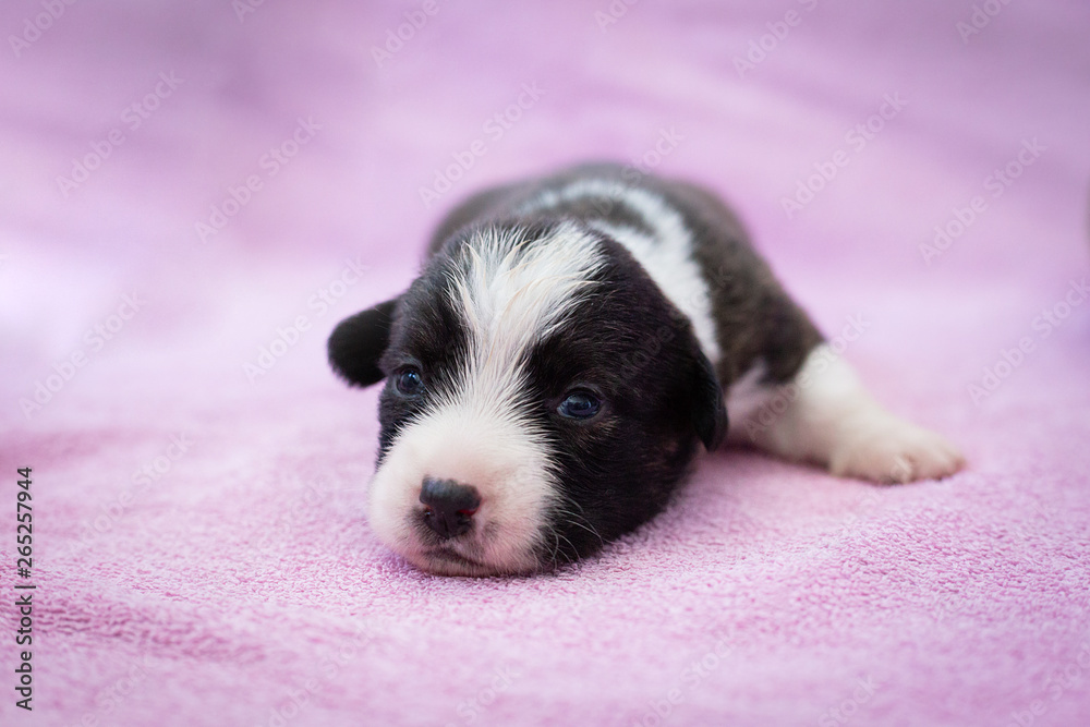 newborn cute fluffy black and white welsh corgi cardigan puppy on pink background. puppy sleeping on the carpet. newborn cute fluffy black and white welsh corgi cardigan puppy on pink background. puppy sleeping on the carpet.