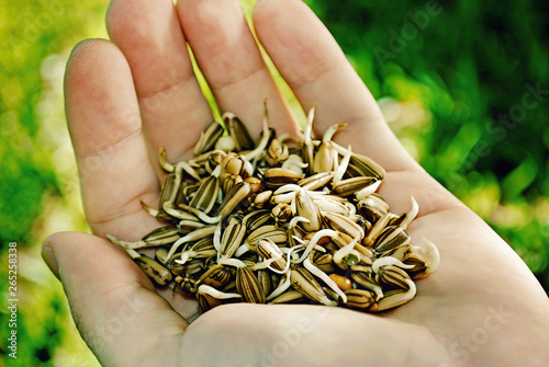 hands holding sunflower seeds © andre lui bernardo
