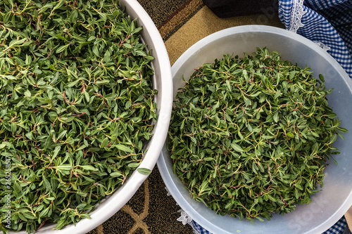 madimak grass close-up, madimak herb for cooking, photo