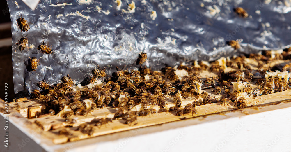 Frames of a beehive. Working bees in a hive. Bees turn nectar into honey.