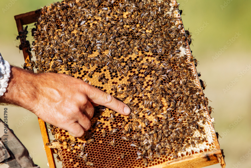 Hand of beekeeper is working with bees and beehives on the apiary. Bees on honeycombs. Frames of a bee hive