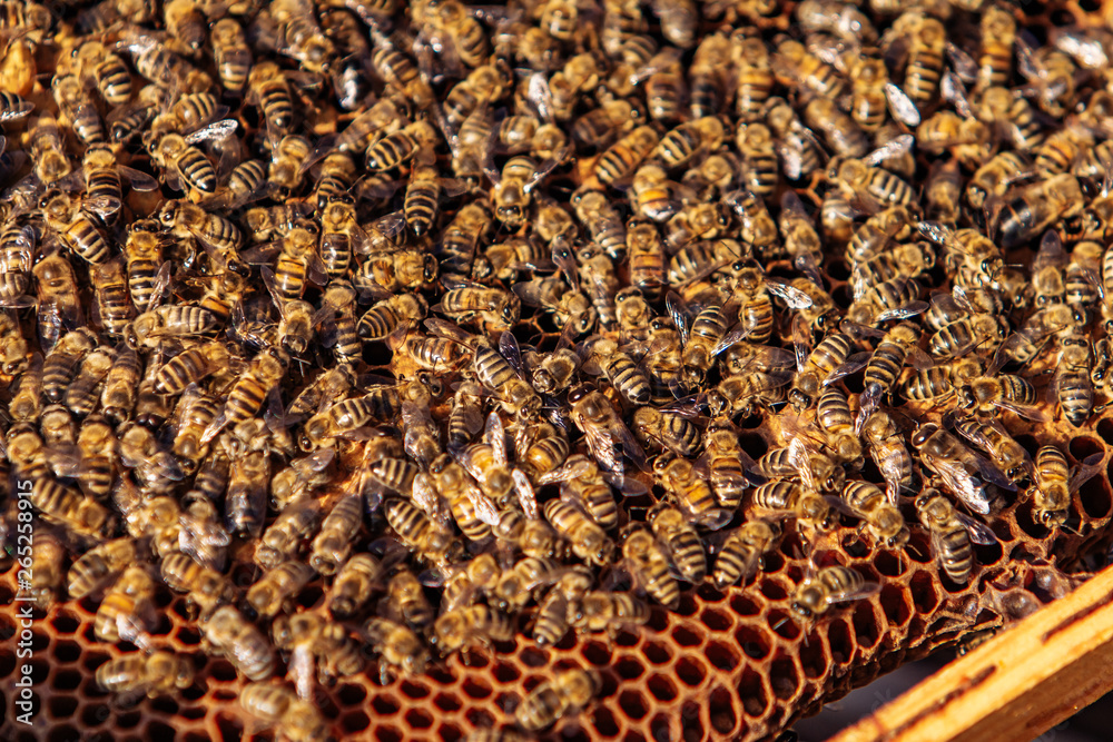 Honey Bees on Honeycomb. Frames of a bee hive. Apiculture. Honey Bees on Honeycomb. Frames of a bee hive. Apiculture.
