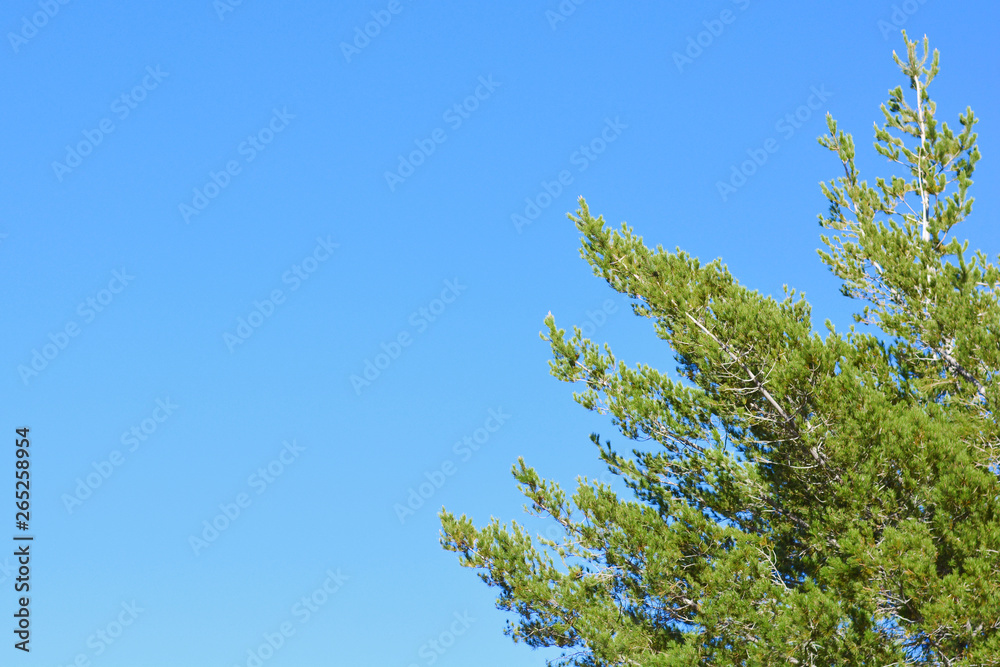 Blue cloudless sky and green branches of the tree. Blue cloudless sky and green branches of the tree.