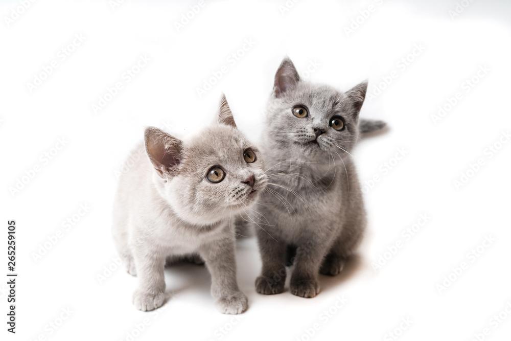 Two kittens British on white background. Cats looking up