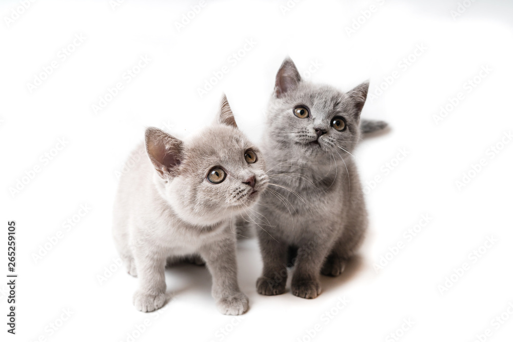 Two kittens British on white background. Cats looking up Two kittens British on white background. Cats looking up