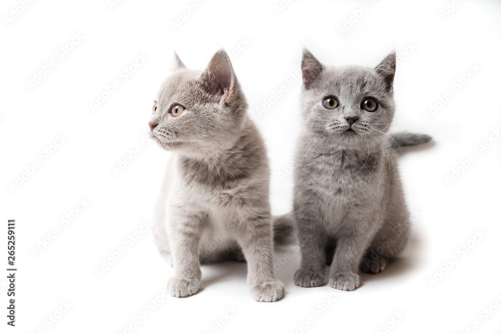 Obraz premium Two kittens British on white background
