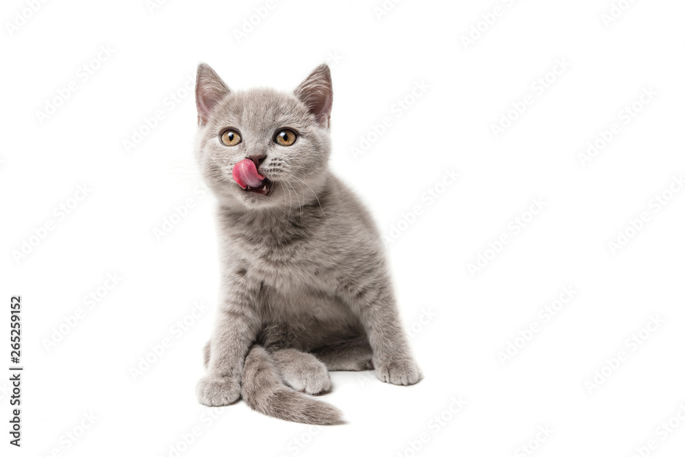 Kitten British blue on white background. Cat licked