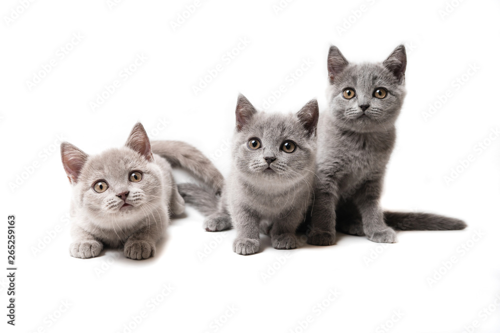 Three kittens British on white background