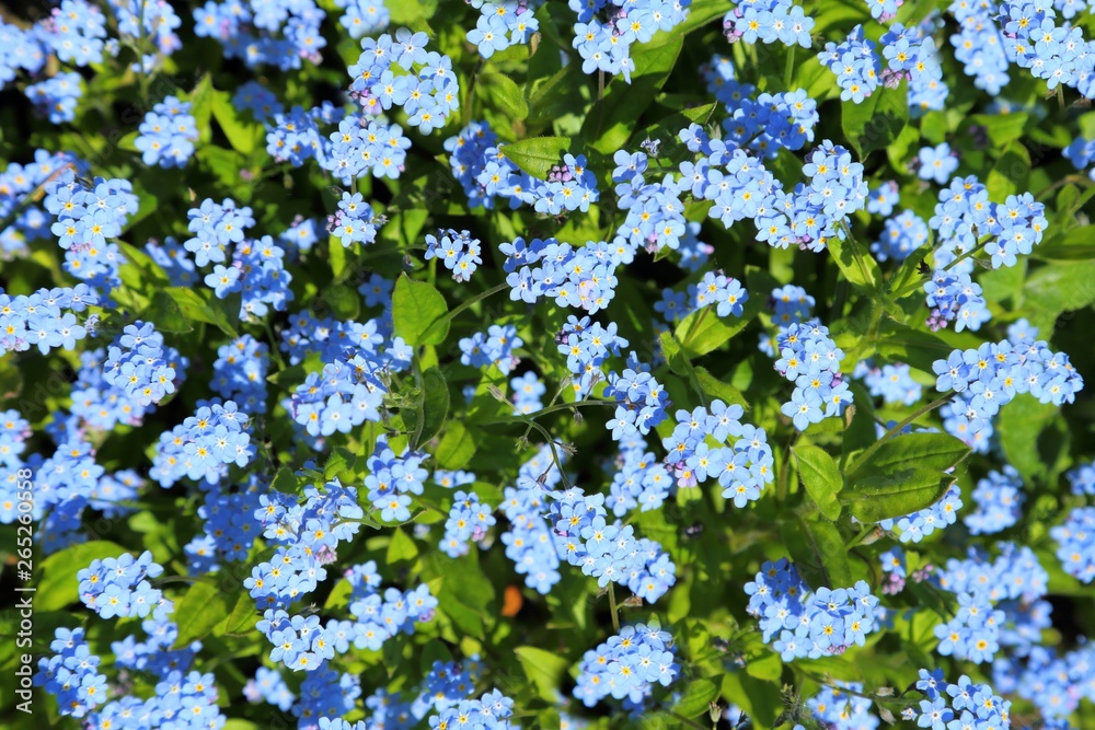 Forget-me-not Forget-me-not