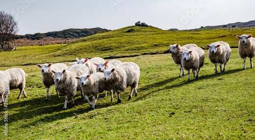 Funny Flock of Staring Sheep looking into the camera