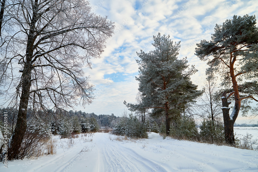Obraz premium Winter landscape with snowy road, trees and blue sky with white clouds