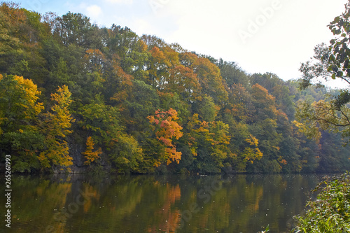 Green forest and river. Forest Lake. The river flows among trees. Beautiful view of nature. Landscape photo of green forest. Forest nature on a sunny day. Beautiful nature of Germany.