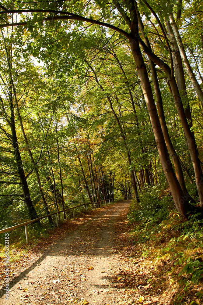 Green Forest. Beautiful view of nature. Landscape photo of green forest. Forest nature on a sunny day. Beautiful nature of Germany. Photo of forests in  Germany.