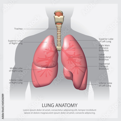 Lung with Detail Vector Illustration