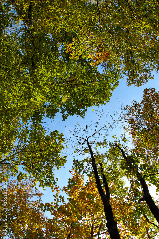 Obraz premium Green Forest. Beautiful view of nature. Landscape photo of green forest. Forest nature on a sunny day. Beautiful nature of Germany. Photo of forests in Germany.