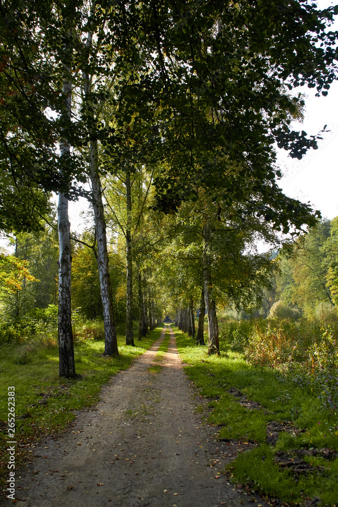 Fototapeta premium Green Forest. Beautiful view of nature. Landscape photo of green forest. Forest nature on a sunny day. Beautiful nature of Germany. Photo of forests in Germany.