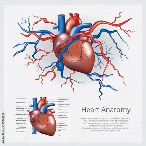 Human Heart Anatomy Vector Illustration