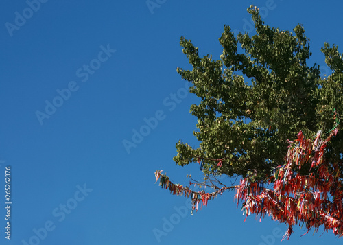 Vászonkép Wish tree with colored ribbons