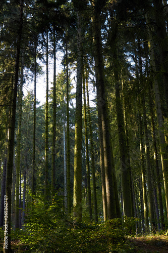 Fototapeta Naklejka Na Ścianę i Meble -  Green Forest. Beautiful view of nature. Landscape photo of green forest. Forest nature on a sunny day. Beautiful nature of Germany. Photo of forests in  Germany.