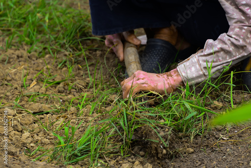 Removal of grass from the field by using a spade.