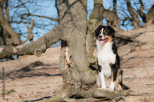 Australian Shepherd next to tree