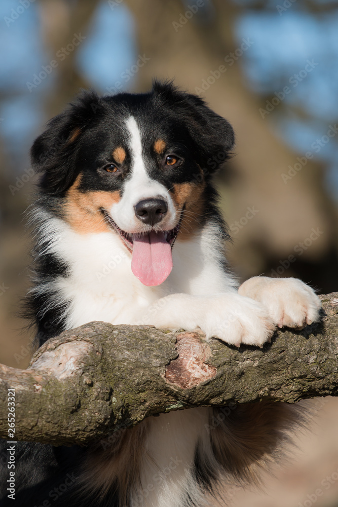 Australian Shepherd with paws up Australian Shepherd with paws up