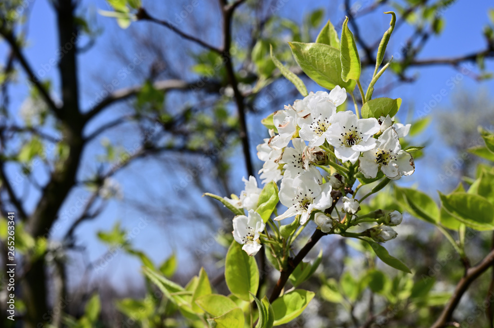 White flowers of pear tree on tree branch.