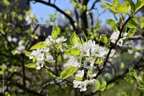 White flowers of pear tree on tree branch.