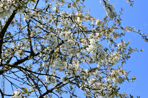 White cherries flowers on a tree branch.