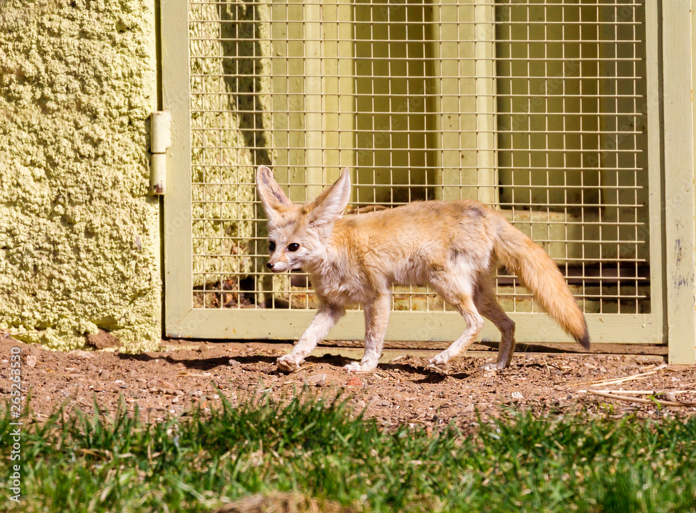 Fennec Fox. The small, smaller cat, Fox with huge ears and a long fluffy  tail. On