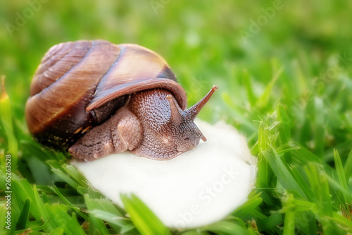 A Cooktown Bi-Colored Snail photo