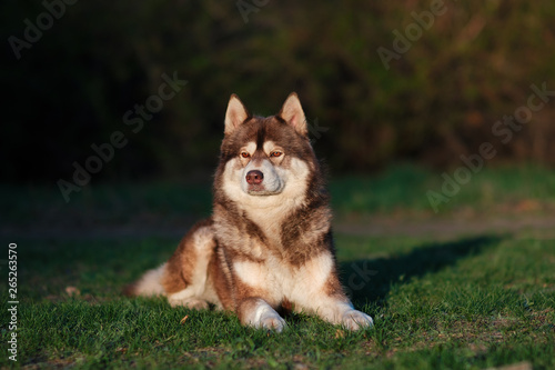 Husky dog lying on the grass in the summer in the sun