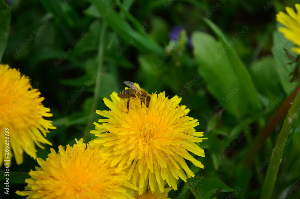beautiful yellow dandelion and honey bee in a green field beautiful yellow dandelion and honey bee in a green field