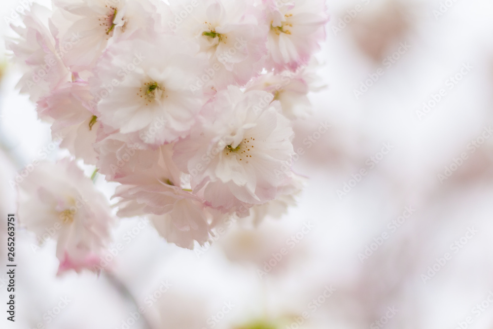 Spring blooming white cherry blossoms, Japan