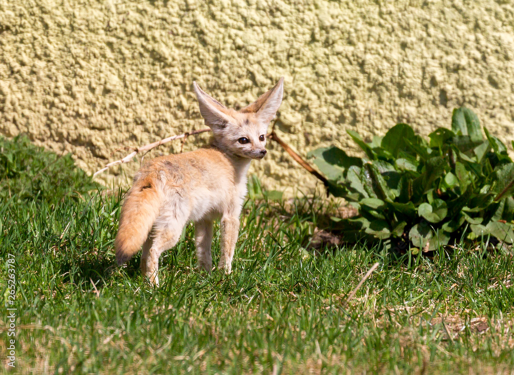Fennec Fox. The small, smaller cat, Fox with huge ears and a long fluffy tail. On brief pointed muzzle — big black eyes, black nose, big ears. Thanks to these powerful locators, the animal catches the Fennec Fox. The small, smaller cat, Fox with huge ears and a long fluffy tail. On brief pointed muzzle — big black eyes, black nose, big ears. Thanks to these powerful locators, the animal catches the