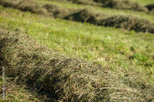 Rural scene during hay harvest in Villnoess in Dolomites