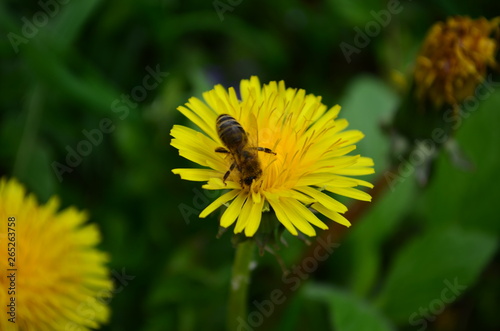 beautiful yellow dandelion and honey bee in a green field