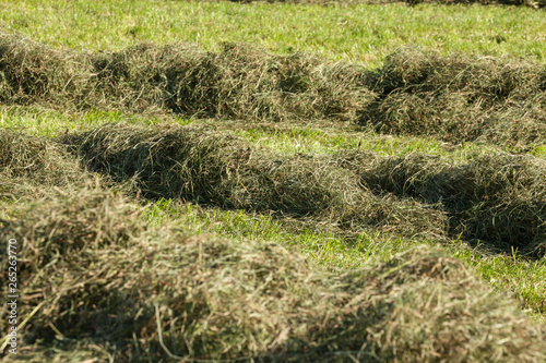 Rural scene during hay harvest in Villnoess in Dolomites © TPhotography