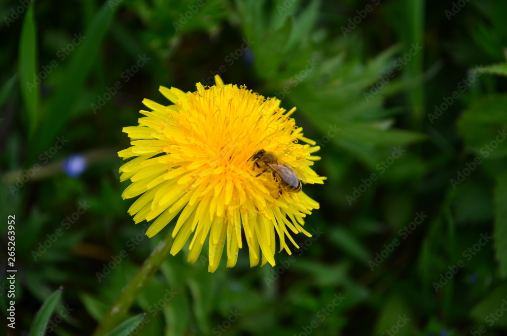 beautiful yellow dandelion and honey bee in a green field beautiful yellow dandelion and honey bee in a green field