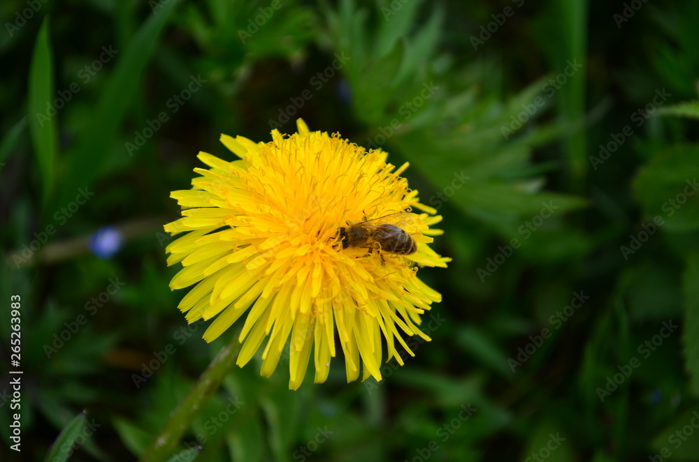 beautiful yellow dandelion and honey bee in a green field beautiful yellow dandelion and honey bee in a green field
