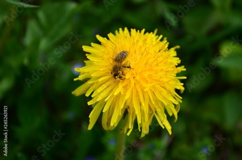 Wallpaper Mural beautiful yellow dandelion and honey bee in a green field Torontodigital.ca