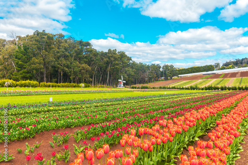 Rows of beautiful tulips in the Dandenong Ranges near Melbourne