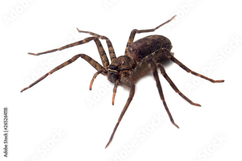 Giant spider isolated on a white background