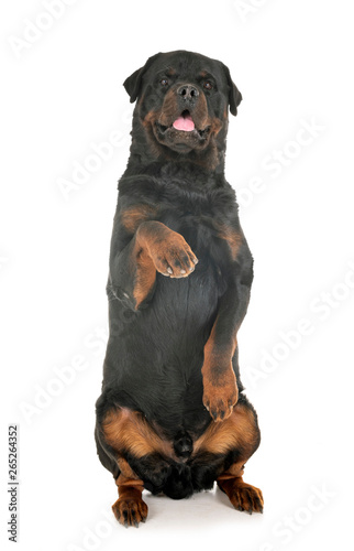 rottweiler in studio