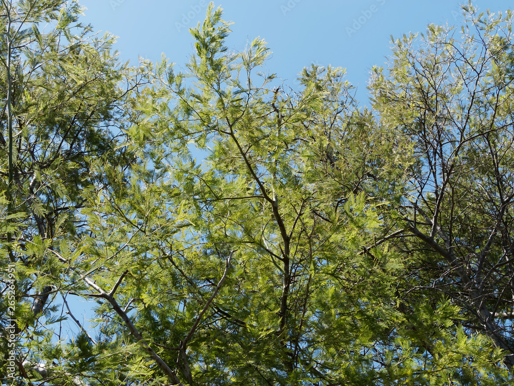 Acacia dealbata - Mimosa des fleuristes ou mimosa d'hiver Acacia dealbata - Mimosa des fleuristes ou mimosa d'hiver