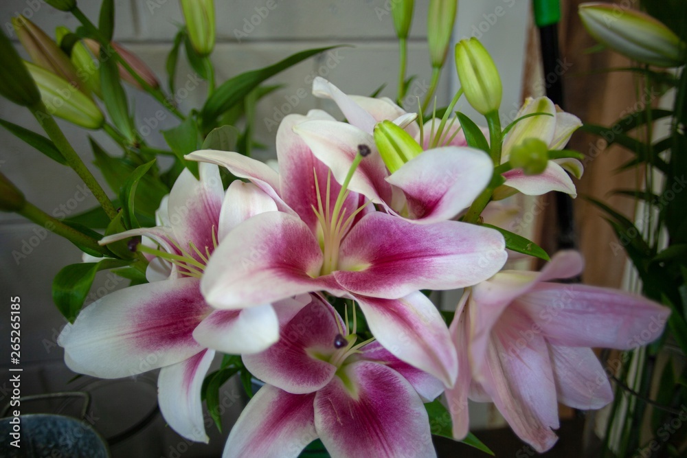 Mothers Day flowers ready to be sold