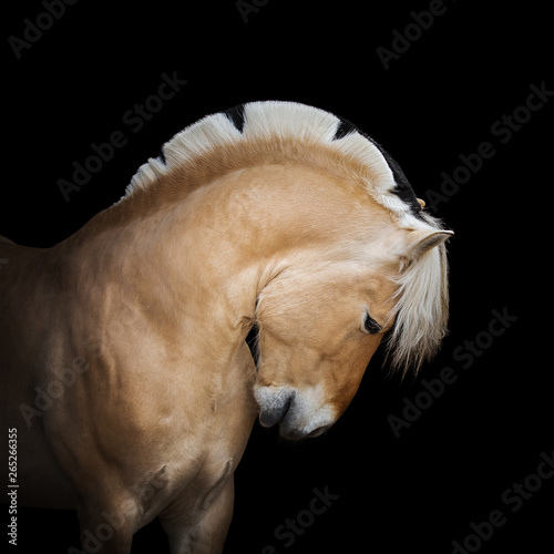 Beautiful horse pony Norwegian fjord portrait on black background isolated