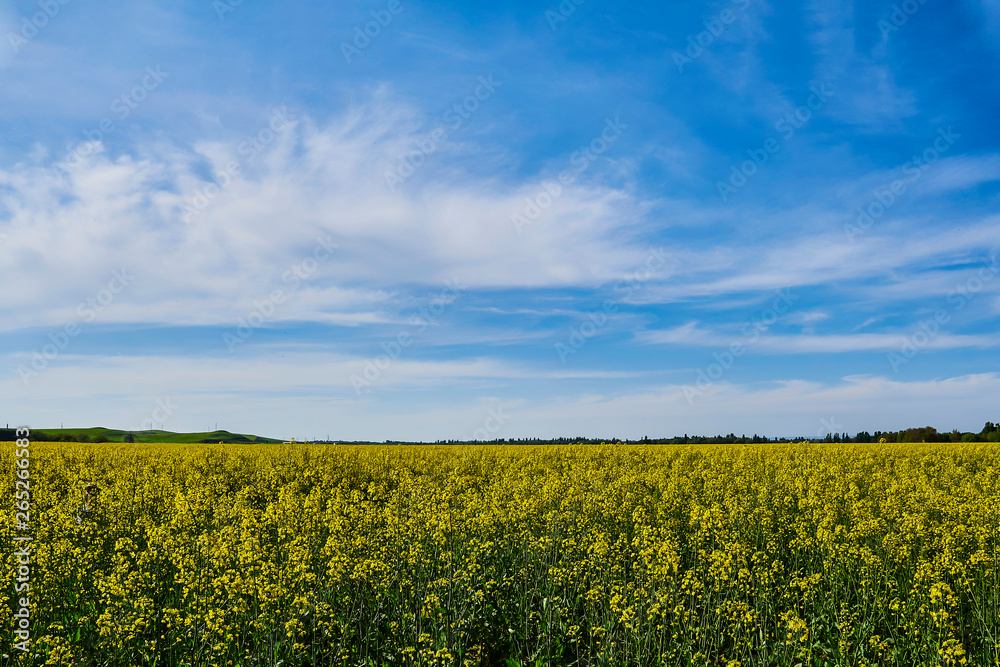 The rapeseed field is a plant. Oil colors in a rapeseed field with blue sky and clouds. Yellow field in bloom